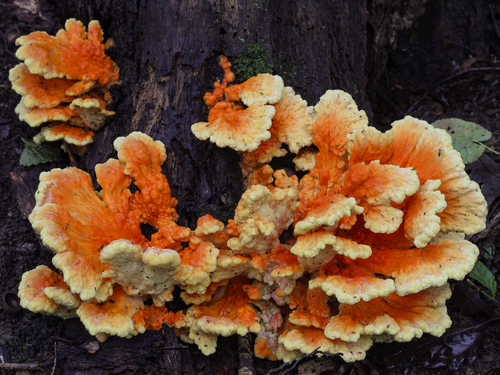 chicken of the woods