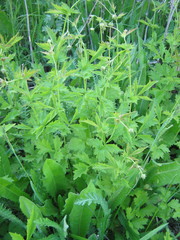 Geum urbanum