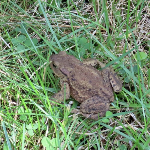 European Toad