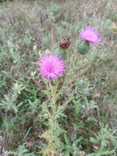 Bull Thistle