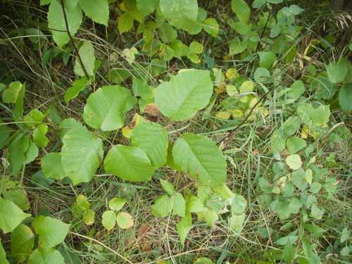 western poison ivy