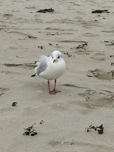 Black-headed Gull