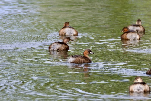 Little Grebe