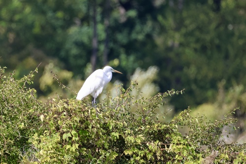 Great Egret