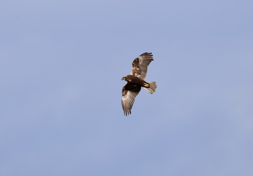 Western Marsh Harrier
