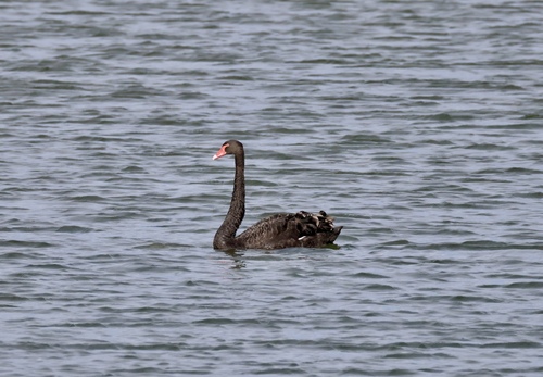 Black Swan