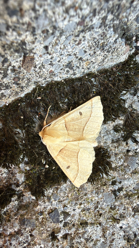 Scalloped Oak
