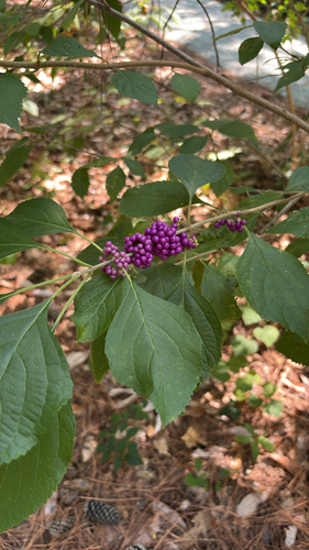 American beautyberry