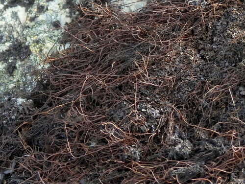 Alpine Foxtail Lichen