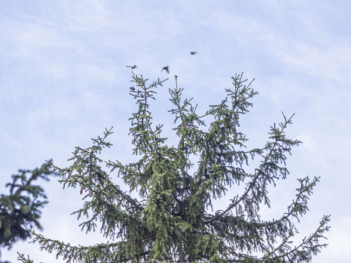 Red Crossbill