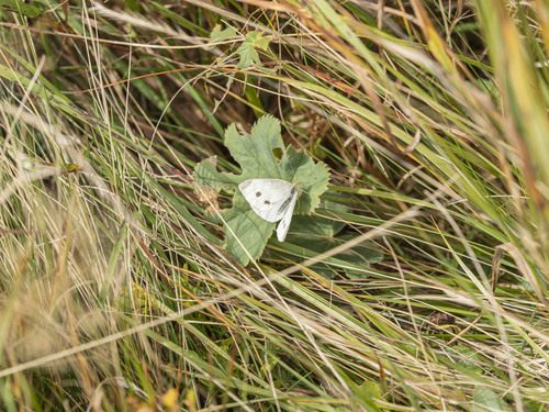 Small White