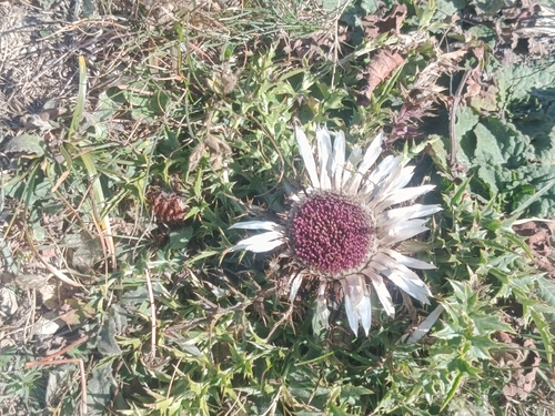 Silver Thistle