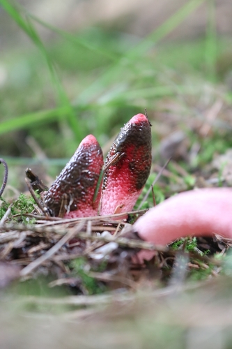 red stinkhorn