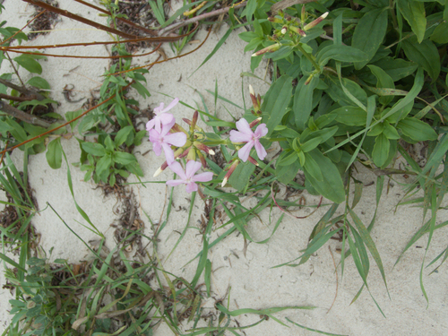 common soapwort