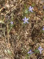 Eriastrum filifolium