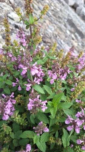 Marsh Woundwort