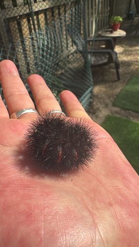 Giant Leopard Moth