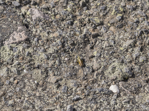 Common Green Grasshopper