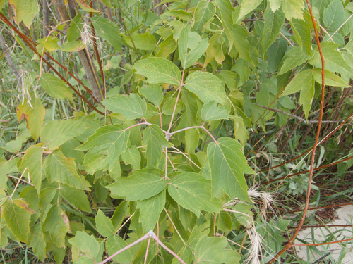 box elder
