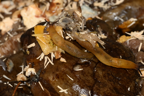 Lemon Slug