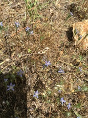 Eriastrum filifolium