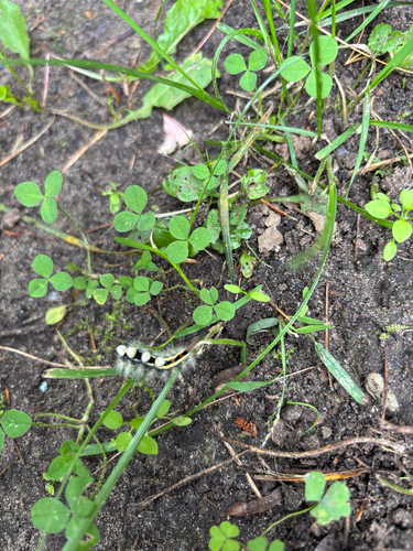 White-marked Tussock Moth