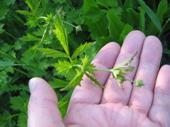 Geum urbanum