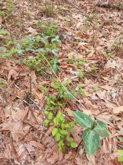 Trillium ludovicianum