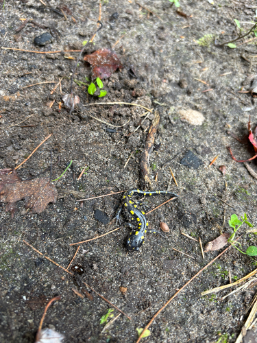 Spotted Salamander