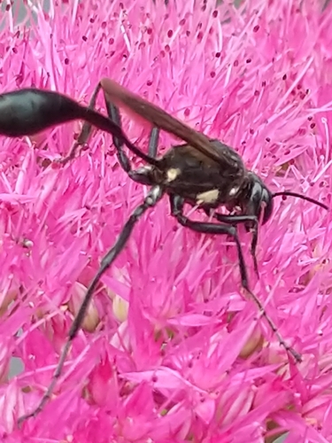 Gold-marked Thread-waisted Wasp