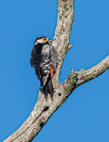 Great Spotted Woodpecker