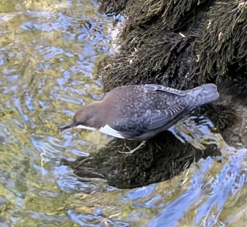 White-throated Dipper
