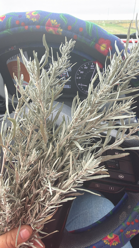 Silver Sagebrush