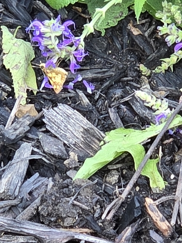 Peck's Skipper