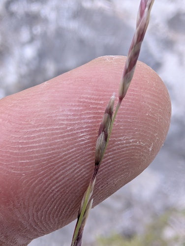 Tridentopsis mutica, 2026-09-19