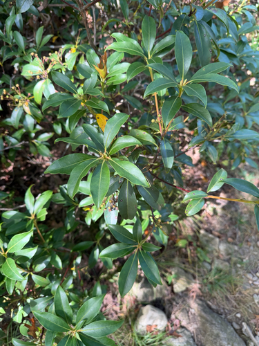 mountain laurel