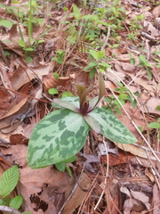 Trillium ludovicianum