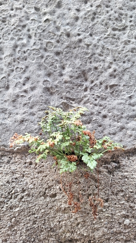wall-rue