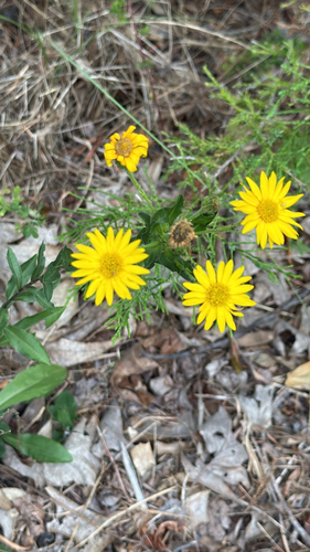 Maryland golden-aster