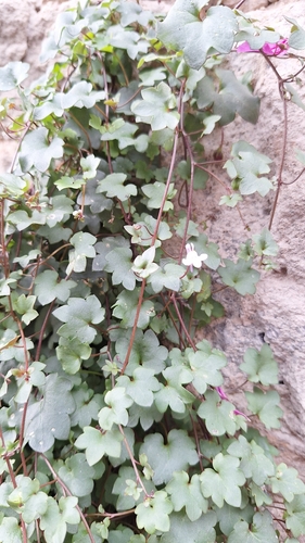 Ivy-leaved toadflax