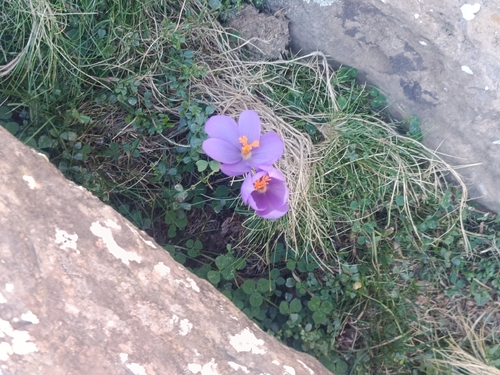 Autumn Crocus