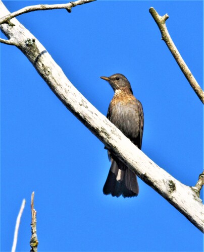 Eurasian Blackbird