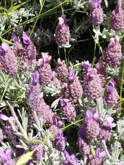 Lavandula stoechas