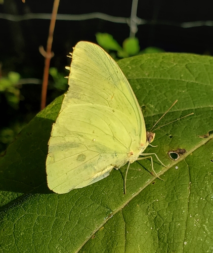 Cloudless Sulphur