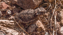 Phrynosoma solare
