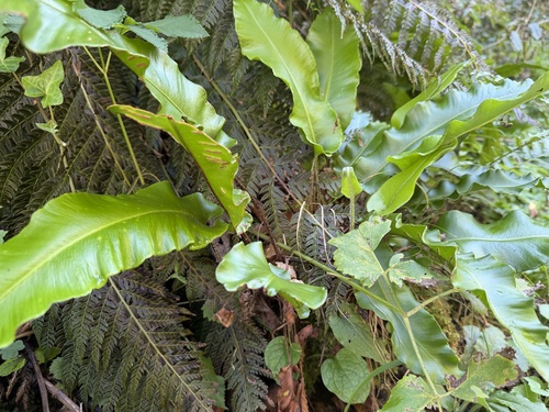 Hart's-tongue fern