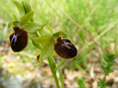 Ophrys sphegodes sphegodes
