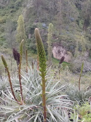 Puya aequatorialis