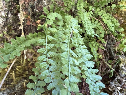 green spleenwort