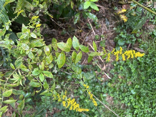 common wrinkle-leaved goldenrod